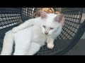 Time Machine Cats !!!! Longest Daily Cat's Story