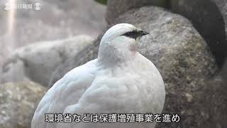 ライチョウ「よろしくね」　動物園で一般公開