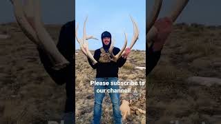 Giant Side By Side Elk Antlers While Shed Hunting. Two Years Off The Same Bull Part 2.