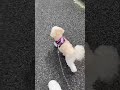 She turns every walk into happiness 🐶✨ #shorts #dogwalk #toypoodle