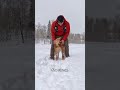 My golden retriever loves the snow! #goldenretriever #dog