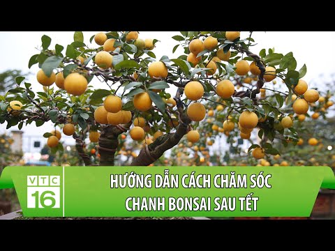 Hướng dẫn cách chăm sóc chanh bonsai sau Tết | Làm nông đúng cách | VTC16 mới nhất 2023