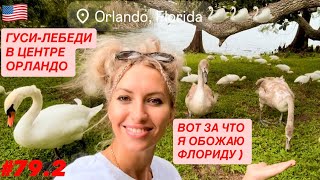 видео: 🦢#79.2 Гуси-Лебеди в центре Орландо. Вот за что я обожаю Флориду!) Наша Флорида, Нетронутая Природа. картинка: 🦢#79.2 Гуси-Лебеди в центре Орландо. Вот за что я обожаю Флориду!) Наша Флорида, Нетронутая Природа.