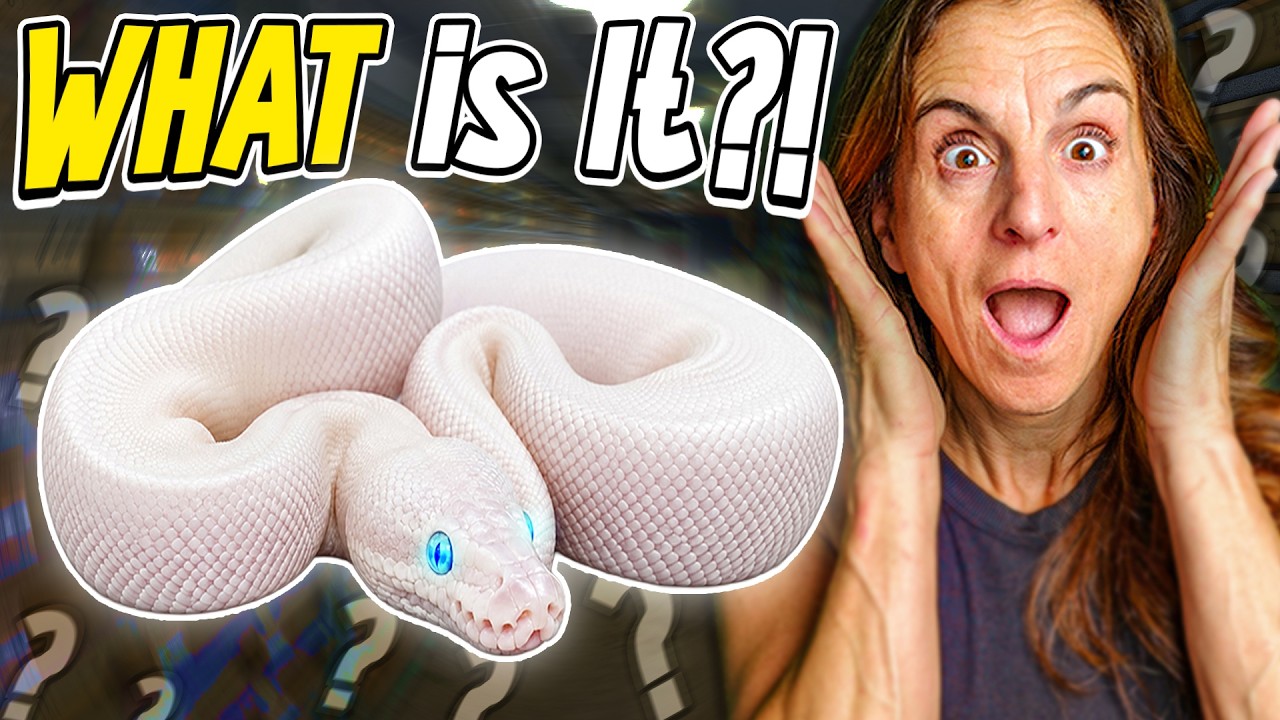 Why Did We Hatch PURE WHITE Snakes?!
