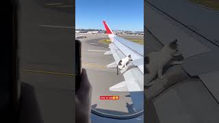 cat try to going America 🙀🇺🇸 unseen and unbelievable things doing video #shorts #fyp