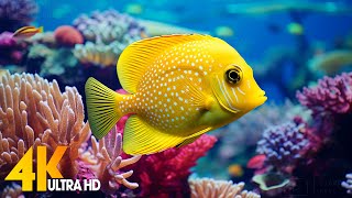 Aquarium 4K VIDEO (ULTRA HD)  Beautiful Coral Reef Fish  Relaxing Sleep Meditation Music #85
