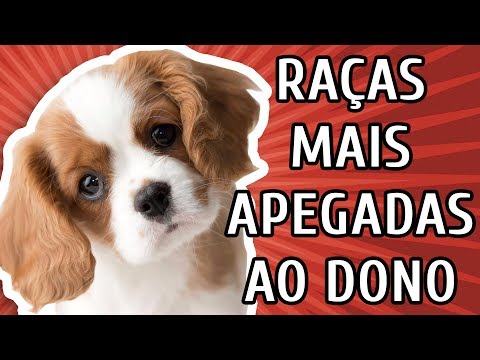 Vídeo: 10 raças de cães que são mais grudentas com seus donos