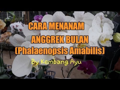 Video: Phalaenopsis, Dasar-dasar Memelihara Anggrek Di Apartemen - 1