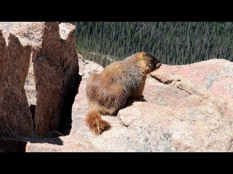 Wideo: Parki Narodowe Gór Skalistych