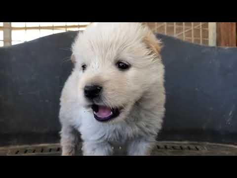 Video: Die Neue Kampagne Von Monse Umfasst Hunde Zur Adoption