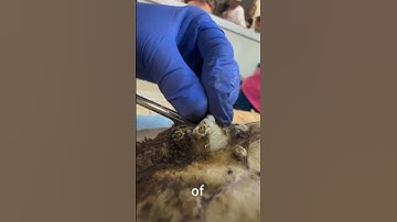 Does Barnacles Harm The Turtle? 🤔