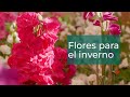 5 plantas de invierno con flores | Plantas en Verdecora