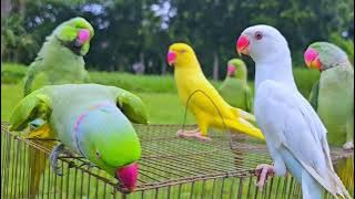 Suara Alami Burung Beo - Burung Beo Berbicara