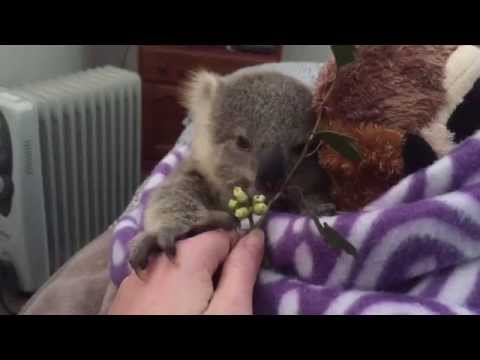 Koala Joeys mest bedårande hemmavideo genom tiderna