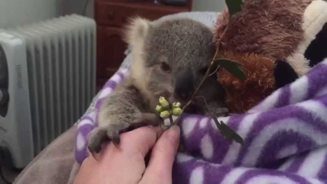 koala joey's most adorable home video of all time - YouTube