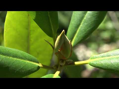 Video: Pacific Rhododendron Cov Ntaub Ntawv: Cov Lus Qhia Txog Kev Loj Hlob California Rosebay