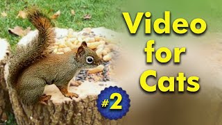 Video for Cats  Backyard Birds and Squirrels | Video 2