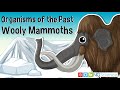 Woolly Mammoth Facts and Extinction