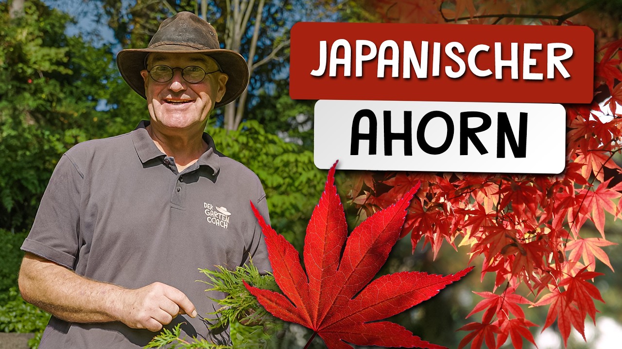 Japanischer Ahorn im Garten - Tipps zur Pflanzung, Pflege und Sortenwahl