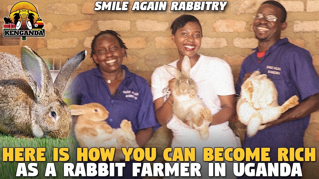 Here is How YOU Can Rich As A Rabbit Farmer in UGANDA (Smile