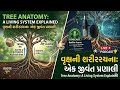 વૃક્ષની શરીરરચના: એક જીવંત પ્રણાલી | Tree Anatomy: A Living System Explained | Podcast 