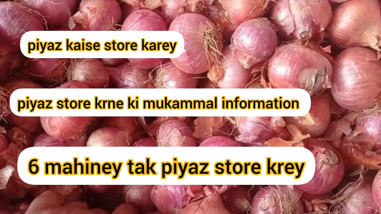 piyaz kaise store krey? how to store onions? YouTube