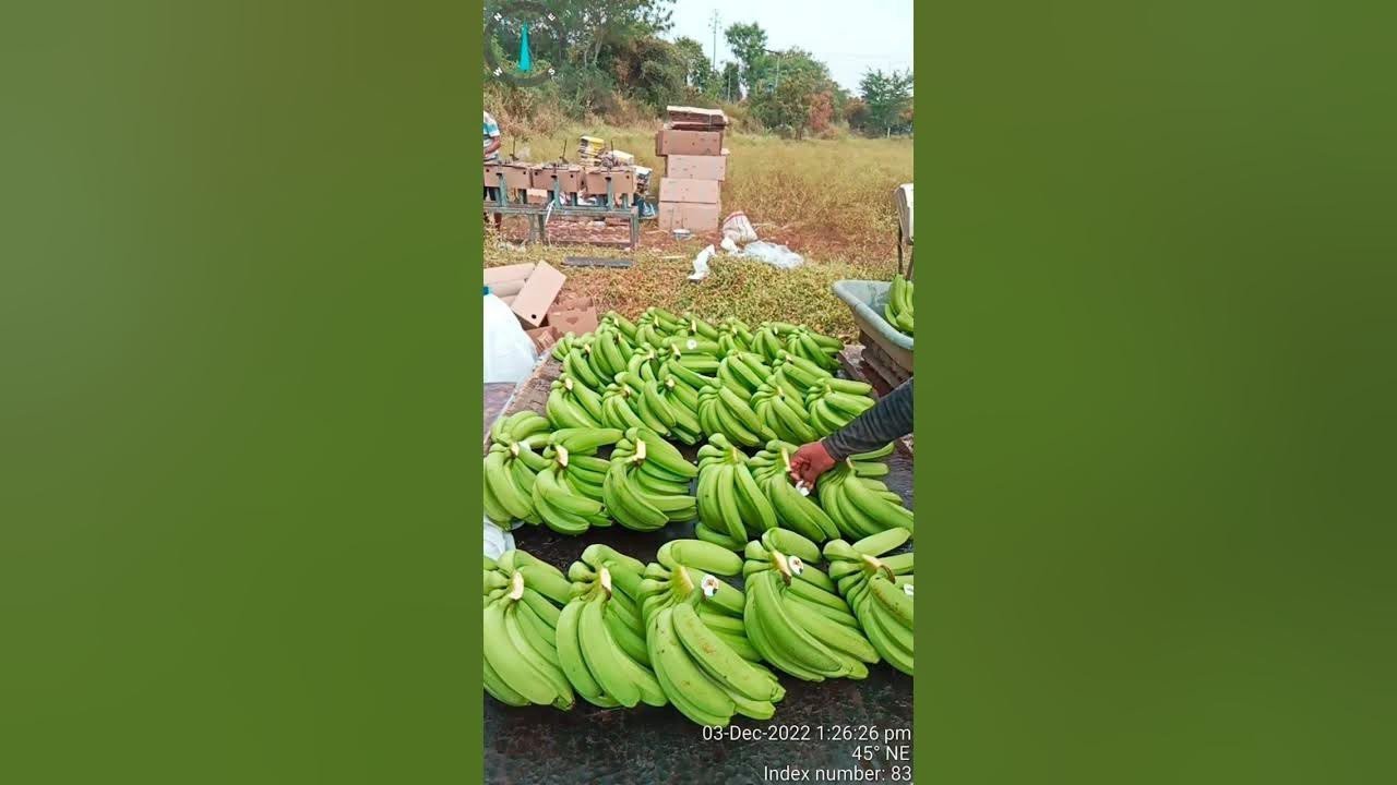 Fresh Indian Export Quality G9 Cavendish Banana For Purchase Contact: +91 98940 37824