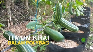 How to Grow Krai Cucumber From Seeds
