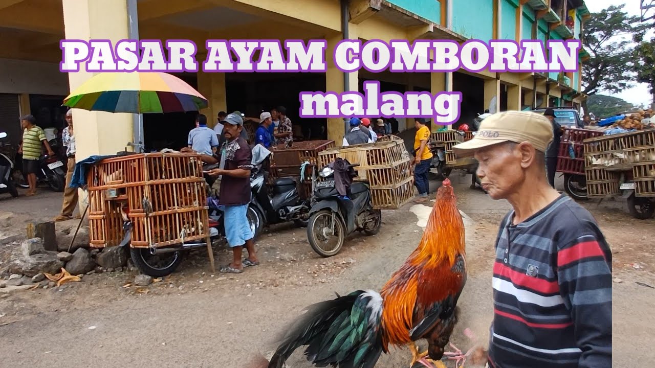 MELIHAT PASAR AYAM COMBORAN TERBESAR DI KOTA MALANG JAWATIMUR