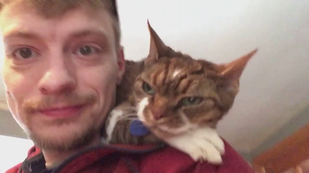 Typical Devon Rex Behavior. 