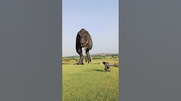 Rexy is done with this meme | T-Rex Meme 02 l VFXseetaramkushwaha