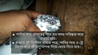 গরমকালে কিভাবে কবুতরের যত্ন নিতে হয়। Taking care of pigeons in summer season.