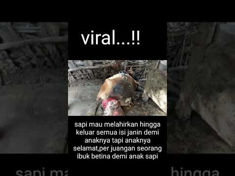 Video: Kapal penjelajah 