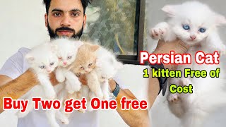 Persian Cats For Sale | Buy two Get one free | persian kitten’s cheap price | persian cat | cat sale