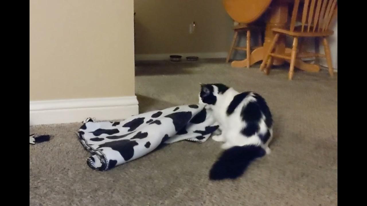 Wash my blanket, people!!! YouTube