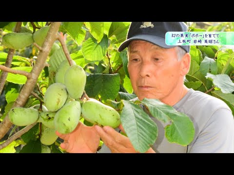 幻の果実 ポポー 岩崎英昭さん 上板町 きゅートモ キューテレビ 21年8月放送 徳島 Tokushima Kamiita Youtube 幻の果実 ポポー 岩崎英昭さん 上板町 きゅートモ キューテレビ 21年8月放送 徳島 Tokushima Kamiita Youtube