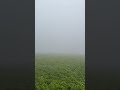 #farming #patel_farming379 #trending #kohra #kisan #smog #winterseason #youtube #motivation