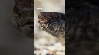 🐍 Snakes vs baby iguana 🦎 - BBC