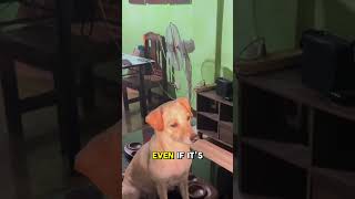 Why Your Dog Leaves When Energy Shifts