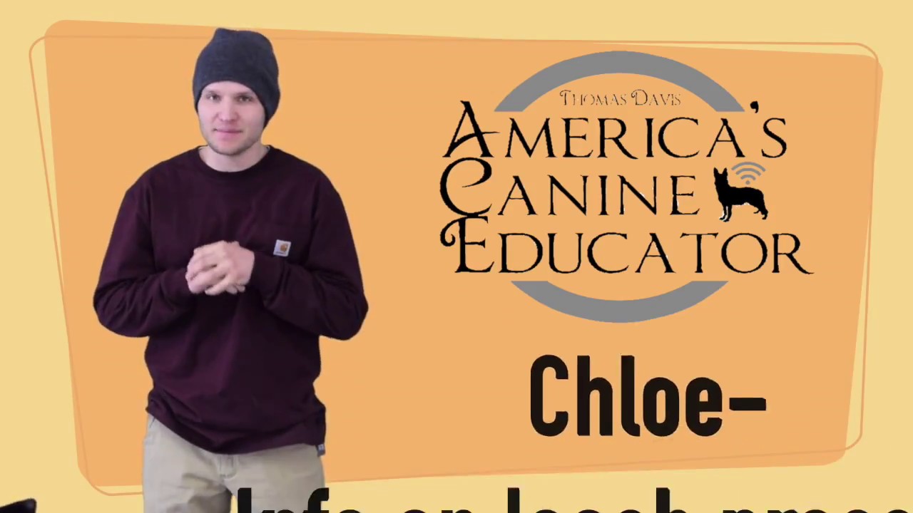 Using positive reinforcement and leash pressure - Dog Training with America's Canine Educator