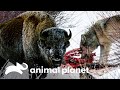 La supervivencia en el invierno de Yellowstone | La vida en Yellowstone | Animal Planet