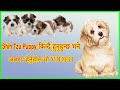 Shih Tzu Puppy || About Shih Tzu breed in Nepali || Watch it before buying Shih Tzu Breed