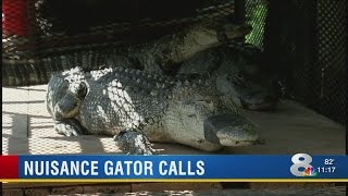 Sarasota, Tampa high on FWC list for nuisance gator removals