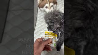 Güne Pozitif Başladık Üperteşekkür A-Öpek Ilbutonu