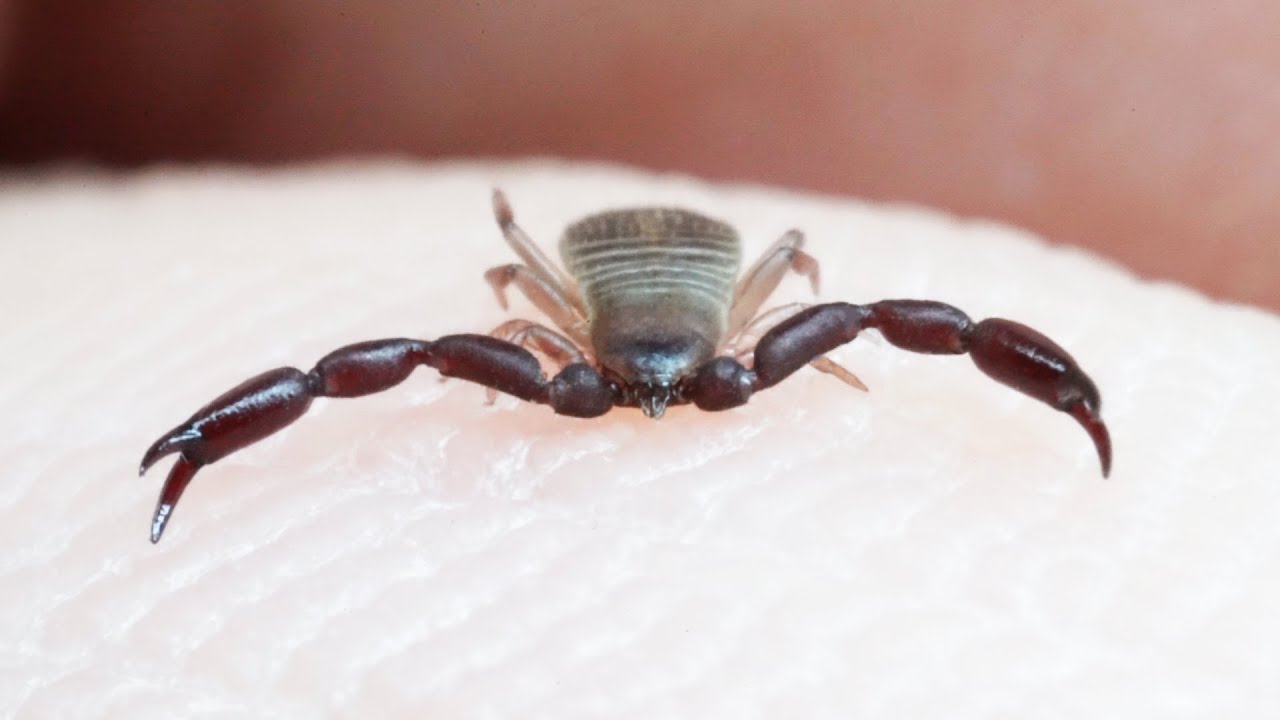 殺人ダニハンター を皮膚に乗せると 守ってくれました Youtube