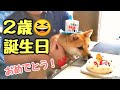 豆柴おーじろう☆【祝】２歳！！ mameshiba(shiba inu) OHJIRO Happy 2nd birthday!
