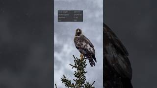 Alaska, eagles, and photo guiding. Am I living the life? #eagle #alaska #omsystem