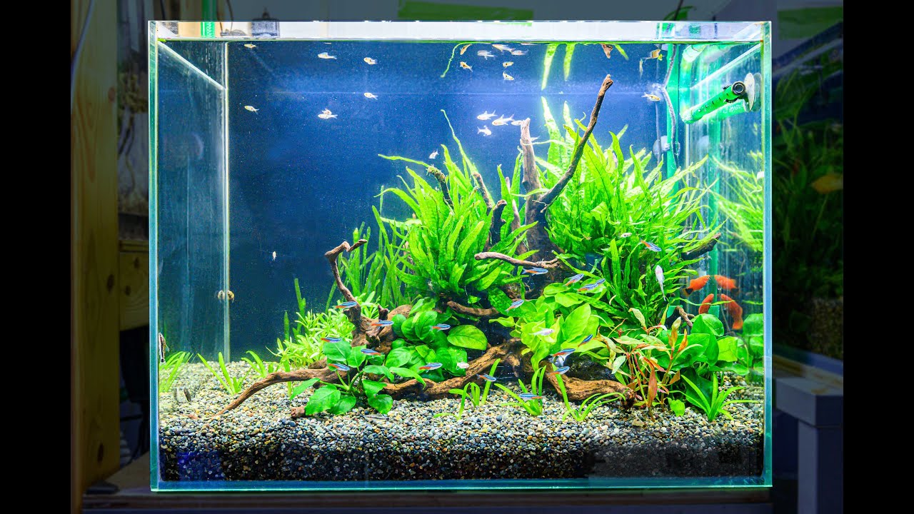 Basic Layout For Nature Aquarium 熱帯魚水槽の基本 三角構図の作り方 Youtube