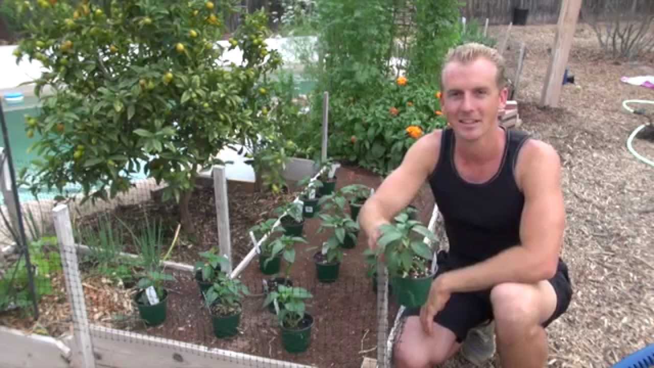 I Stole Sweet Pepper Plants From My Local Nursery How To Plant