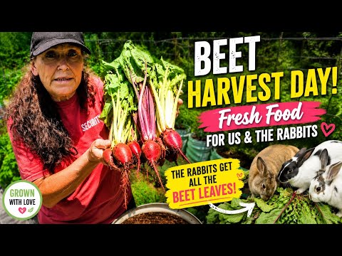 🫜 BEET HARVEST DAY! 🐰 Fresh Food for Us & the Rabbits